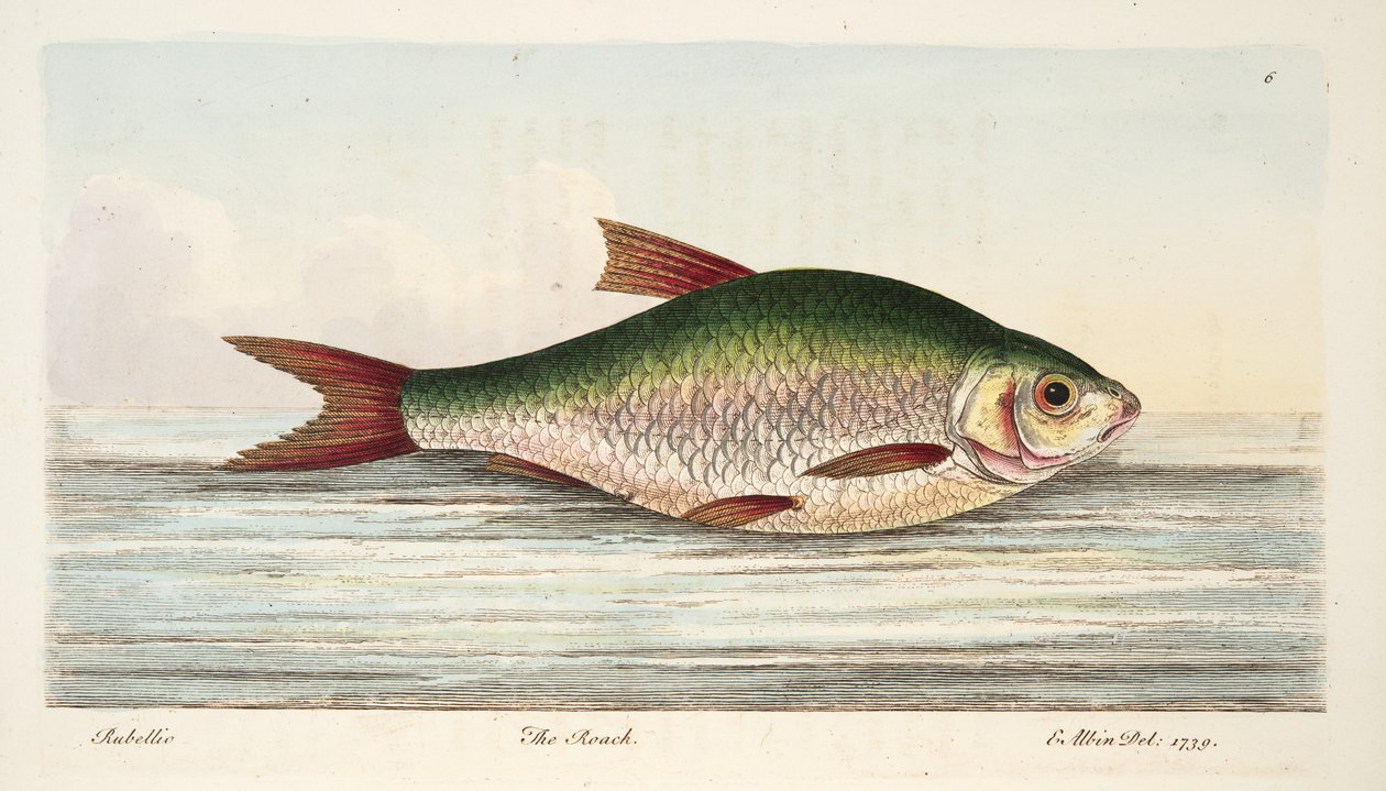 The Roach, de um tratado sobre peixes e peixes-lagoas, pub. 1832 (gravura colorida à mão) de Eleazar Albin