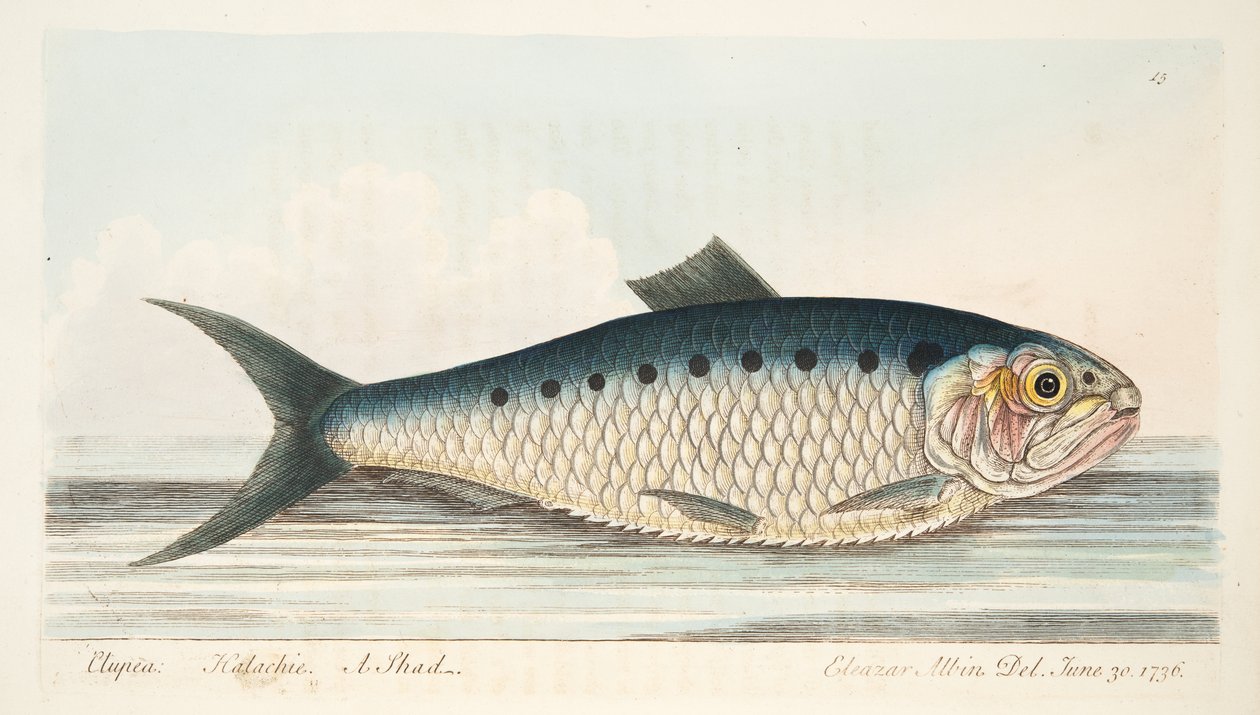 O Shad, de um tratado sobre peixes e peixes-lagoas, pub. 1832 (gravura colorida à mão) de Eleazar Albin