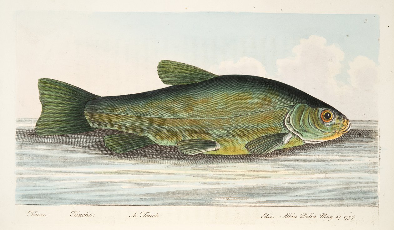 The Tench, de um Tratado sobre peixes e peixes-lagoas, pub. 1832 (gravura colorida à mão) de Eleazar Albin
