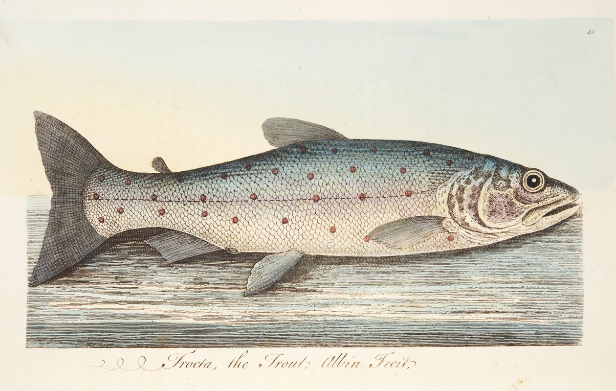 The Trout, de um tratado sobre peixes e peixes-lagoas, pub. 1832 (gravura colorida à mão) de Eleazar Albin