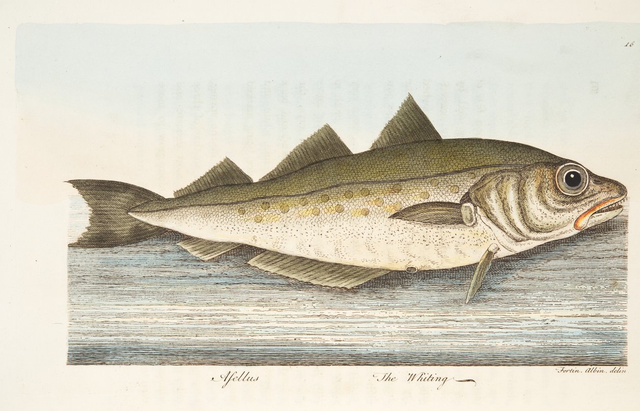 O badejo, de um Tratado sobre peixes e peixes-lagoas, pub. 1832 (gravura colorida à mão) de Eleazar Albin