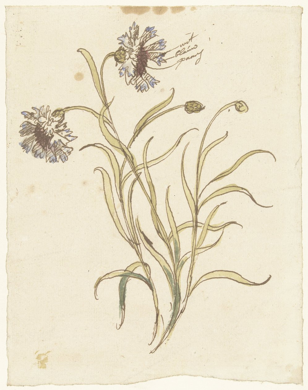 Cravos de Elias van Nijmegen