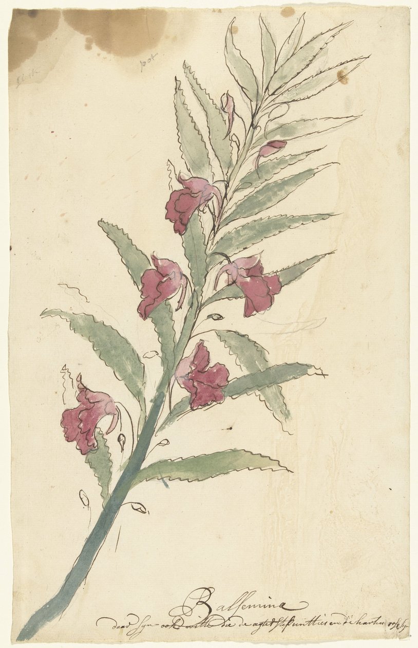Balsemias de Elias van Nijmegen