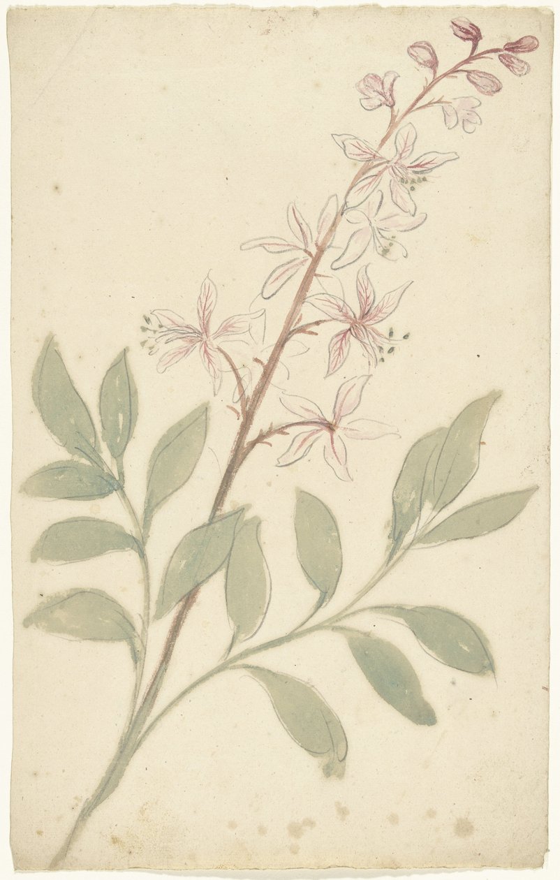 Estudo de flores de Elias van Nijmegen