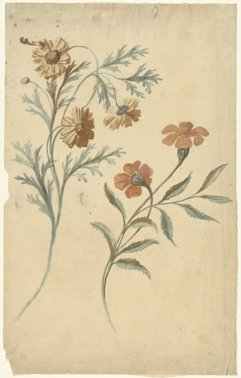 Estudo da flor de uma flor vermelha e marrom de Elias van Nijmegen