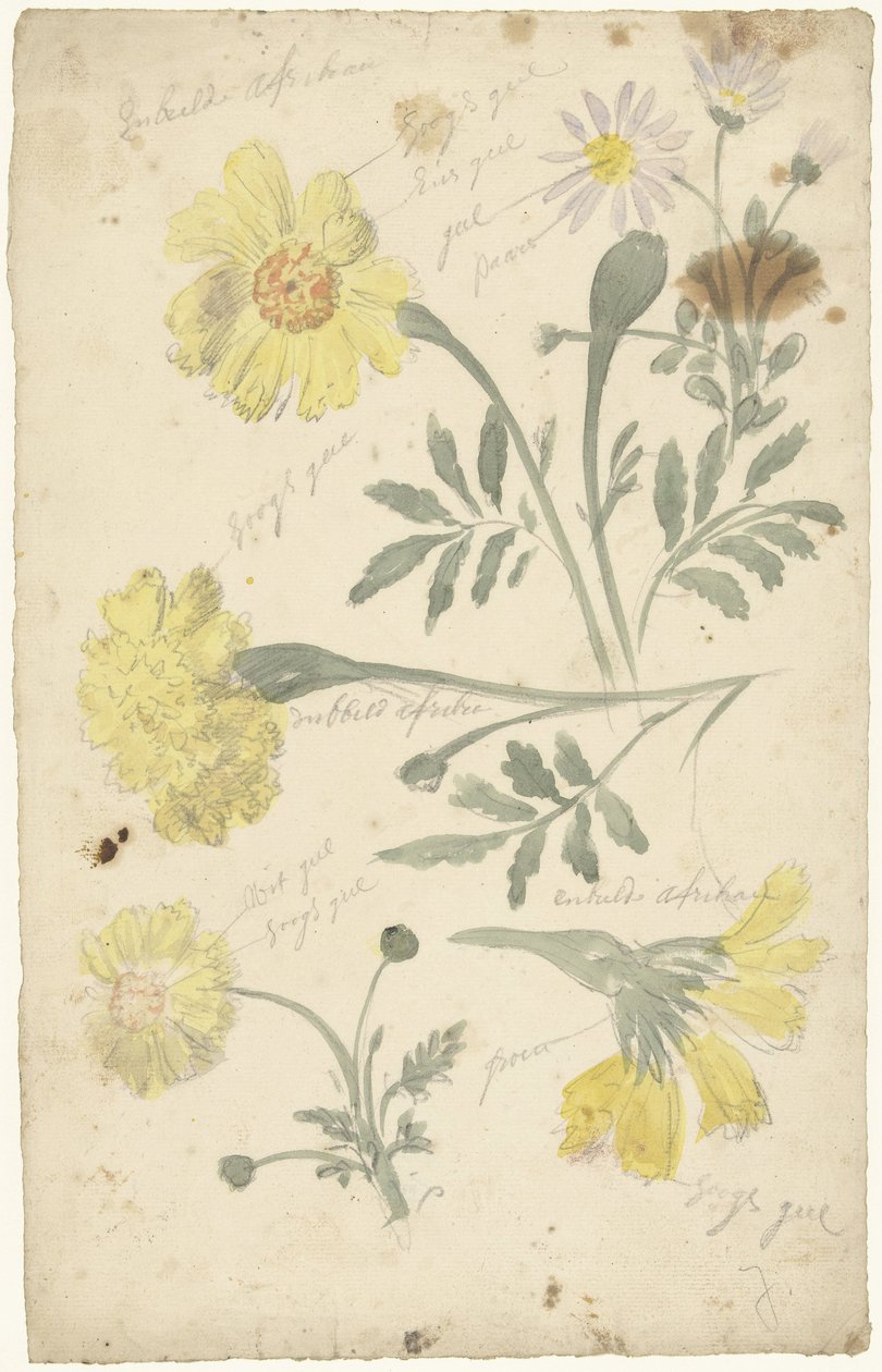 Estudos de flores de malmequeres de Elias van Nijmegen