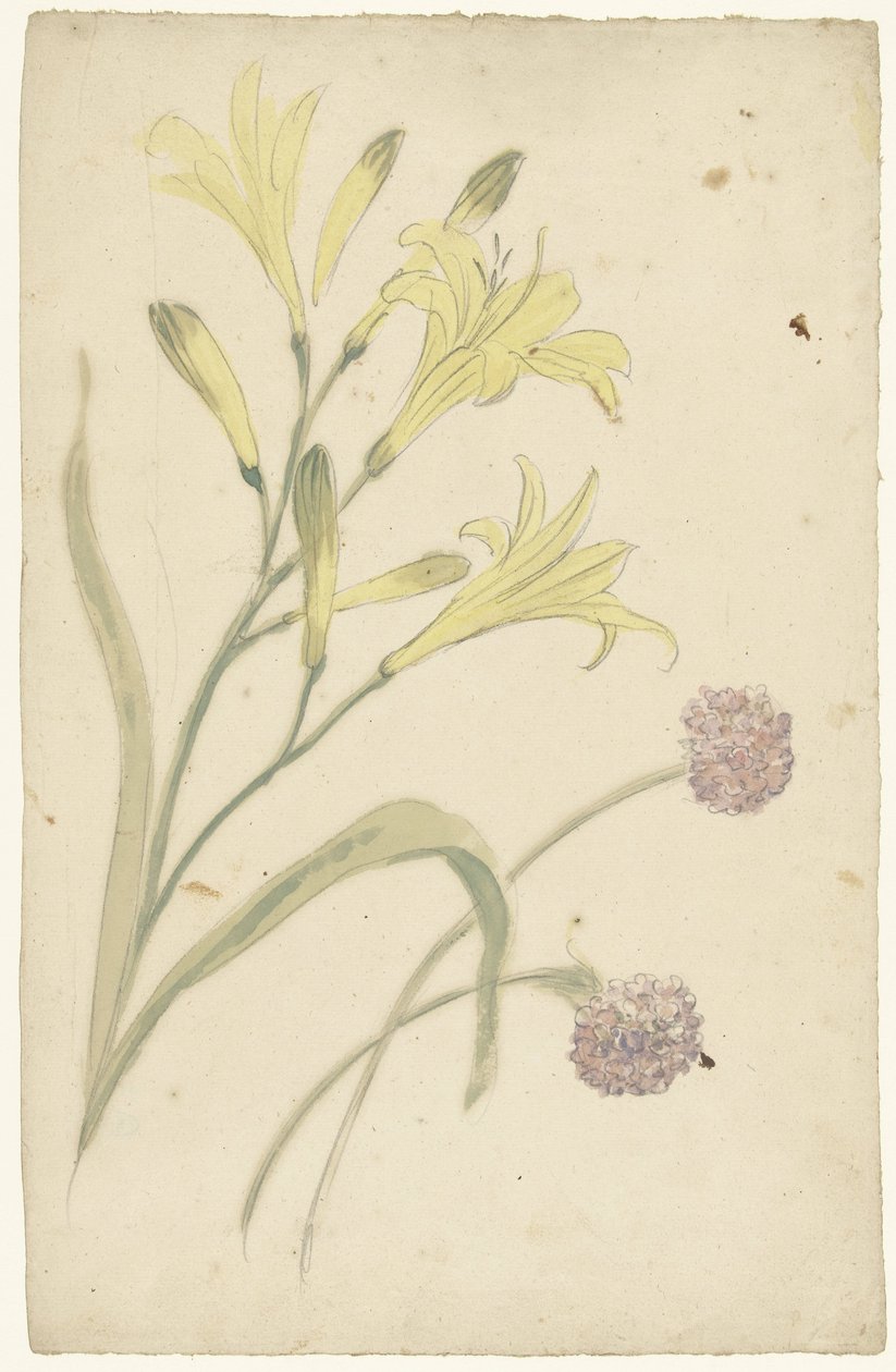Estudos de flores de um lírio amarelo e uma cebola florescendo de Elias van Nijmegen