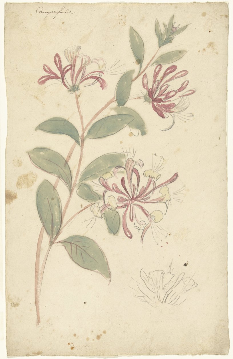 Madressilva de Elias van Nijmegen