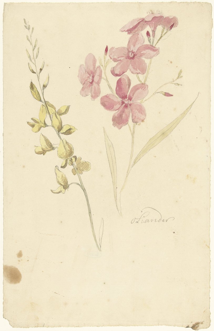 Oleandro e freio de Elias van Nijmegen