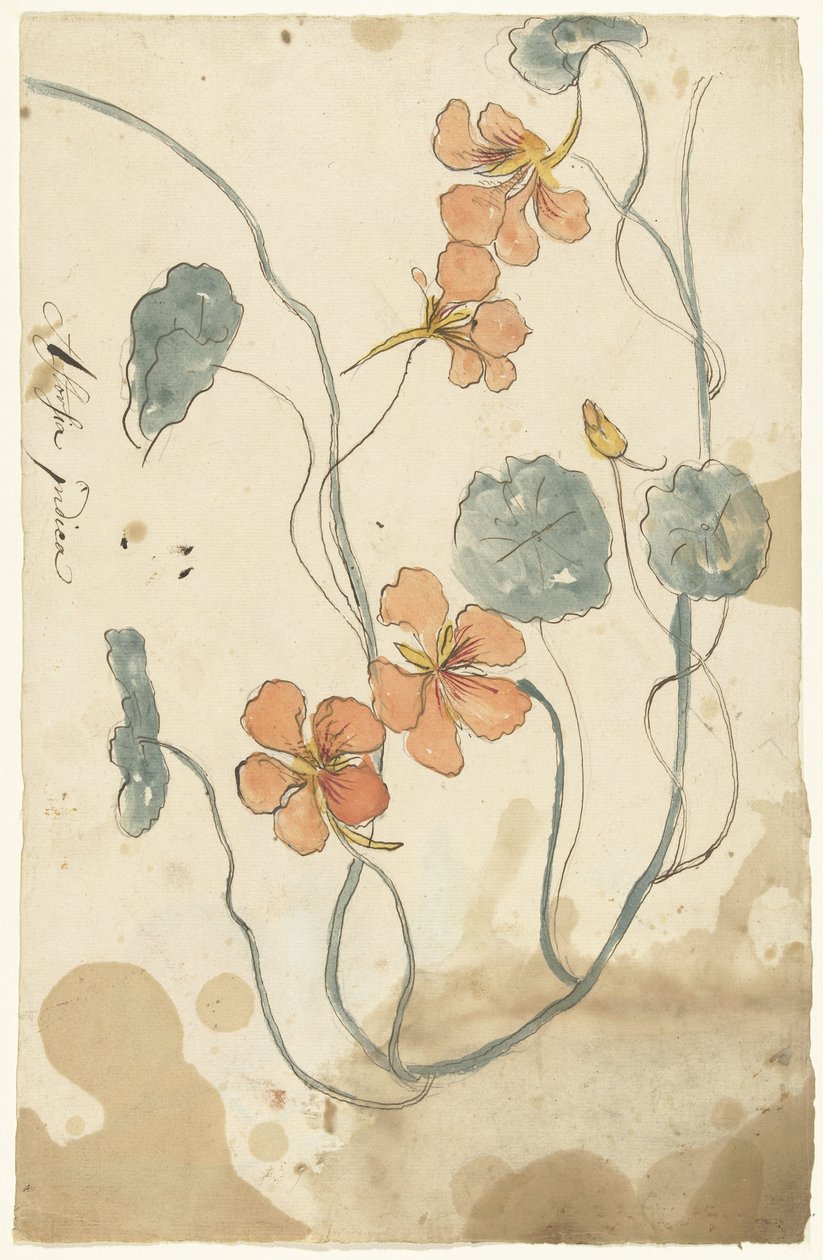 cereja indiana de Elias van Nijmegen