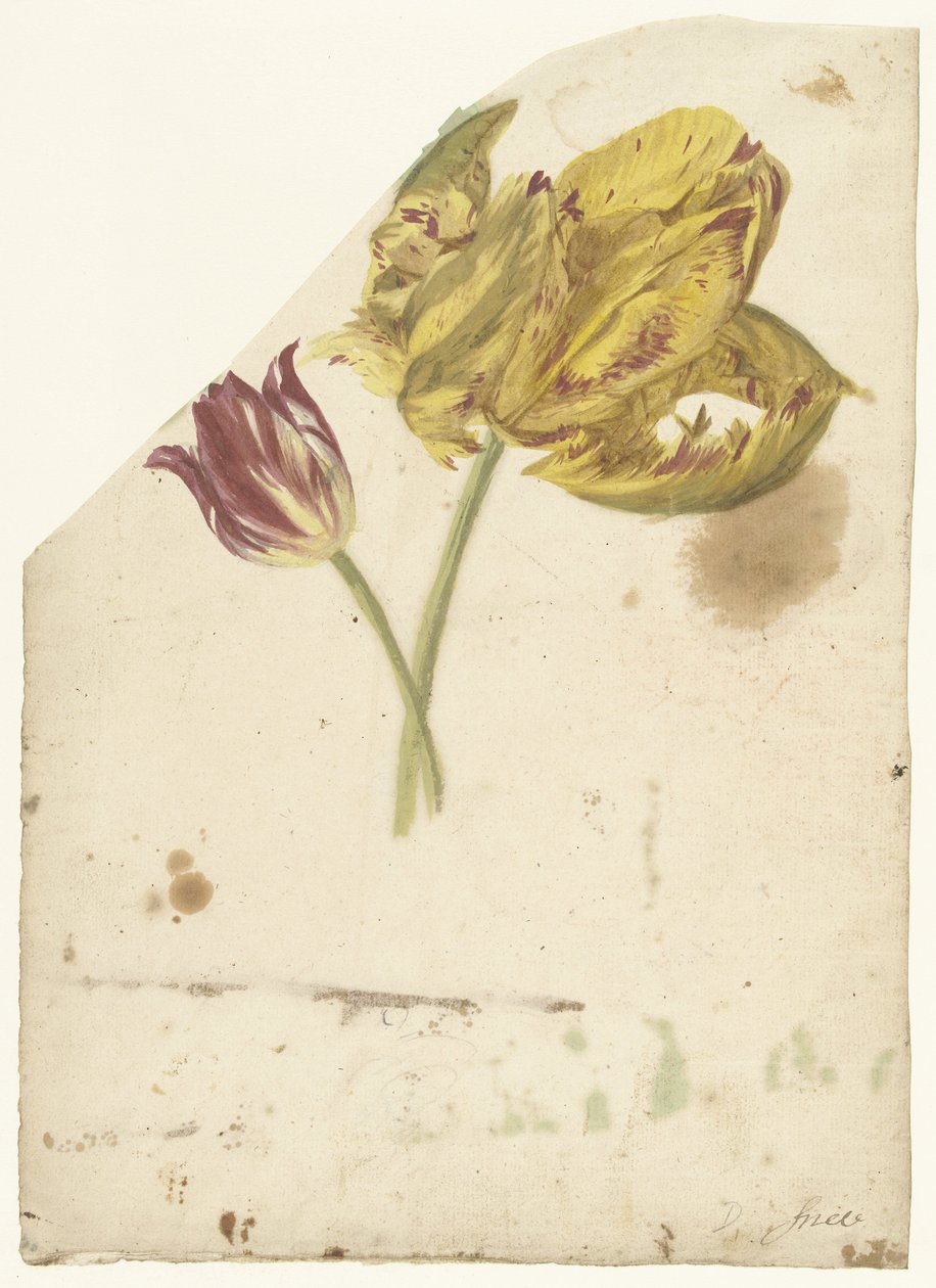 Estudo de duas tulipas de Elias van Nijmegen