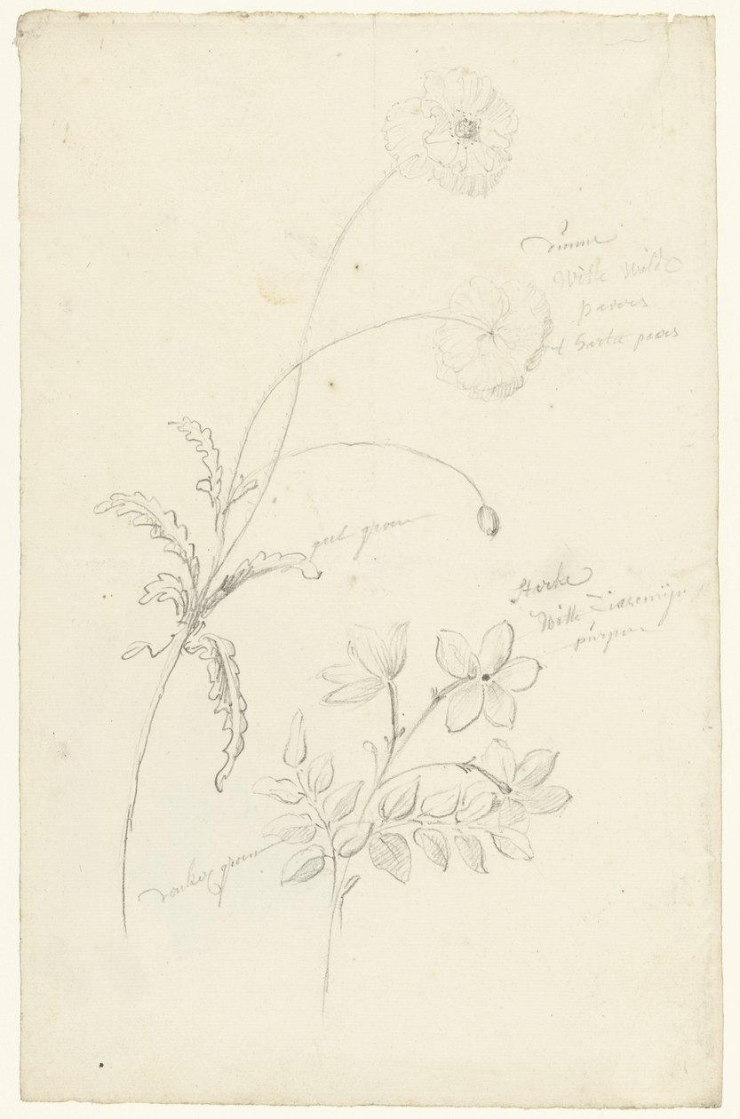 Estudos de papoila e jasmim de Elias van Nijmegen