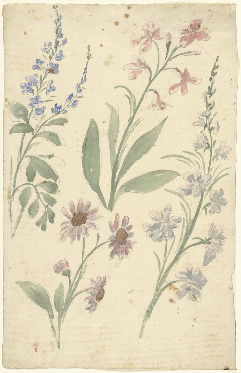 Quatro estudos de flores cor de rosa e azuis de Elias van Nijmegen