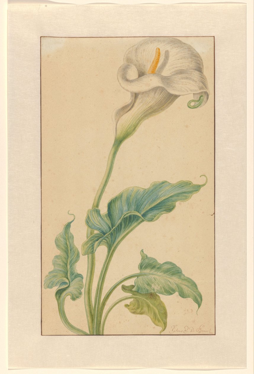 Arums brancos de Elias van den Broeck (signed by artist)