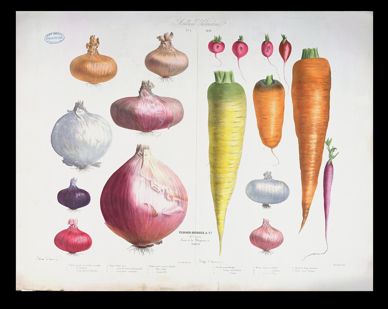 Cebolas, rabanetes e cenouras, do primeiro álbum Vilmorin, 1850 de Elisa Champin