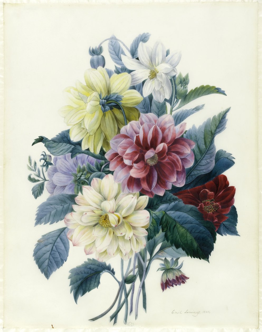Dálias Mistas, 1840 (wc e bodycolour em pergaminho) de Elisa Emilie Lemire
