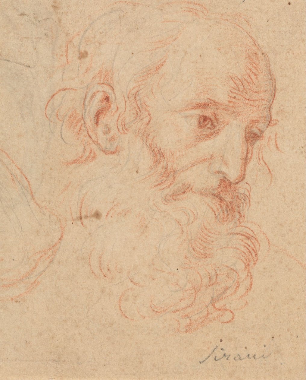 Cabeça de um velho barbudo de Elisabetta Sirani