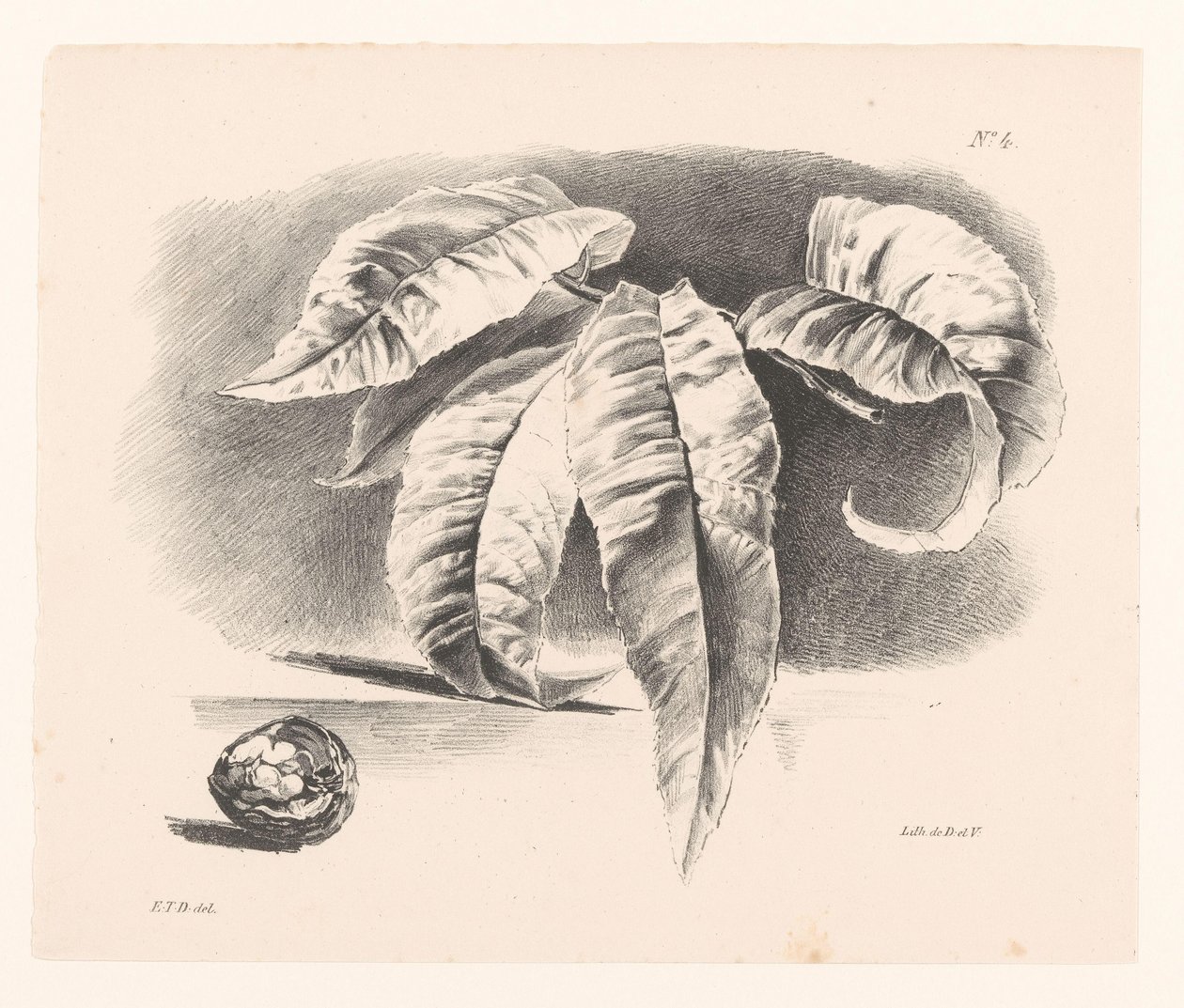 Bladeren em walnoot Princípios de Uso de Flores e Frutas para Iniciantes (título da série) de Elise Therèse Daiwaille