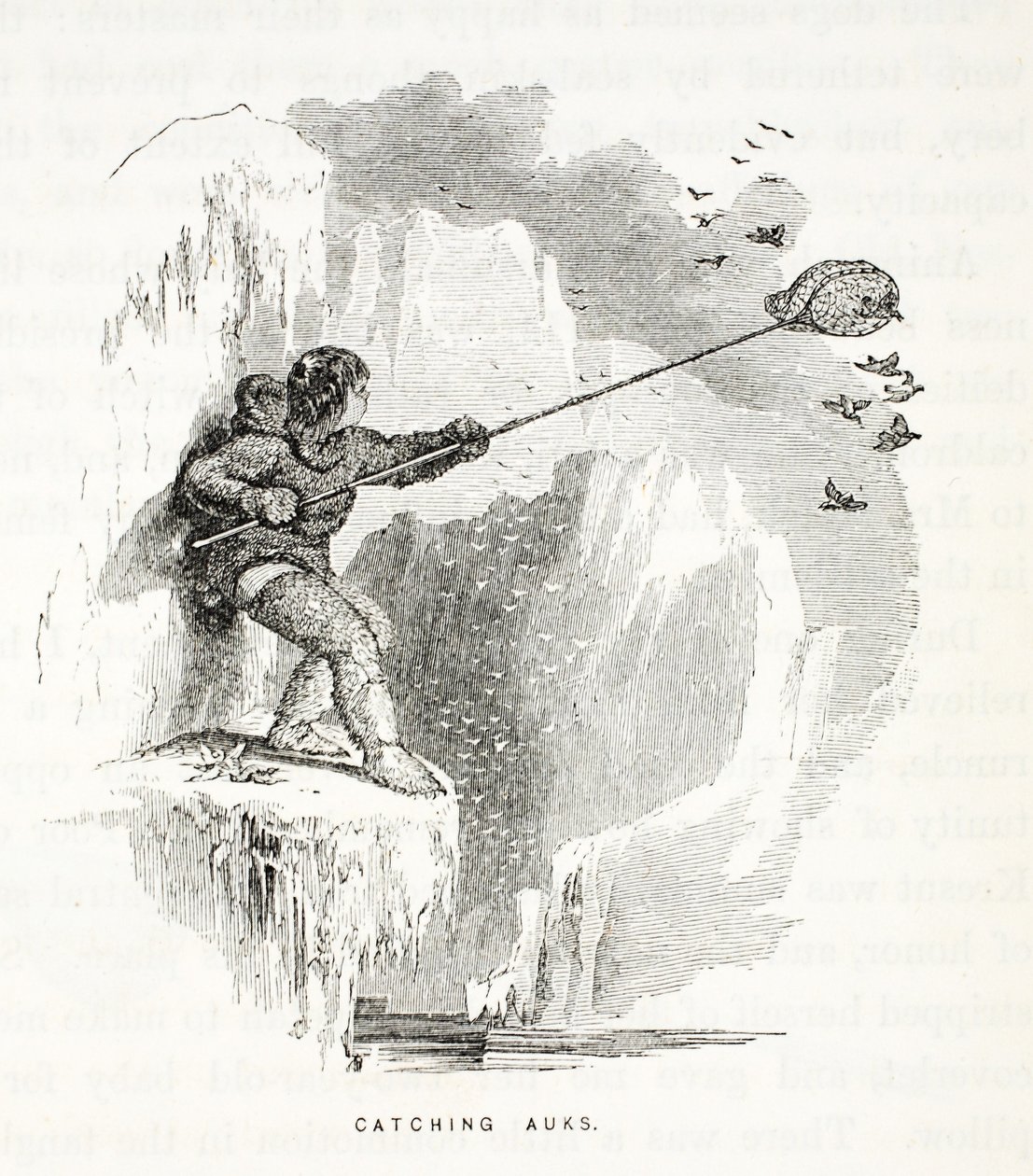 Capturando Auks, ilustração de, A segunda expedição Grinnell em busca de Sir John Franklin ... &39;, 1856 de Elisha Kane