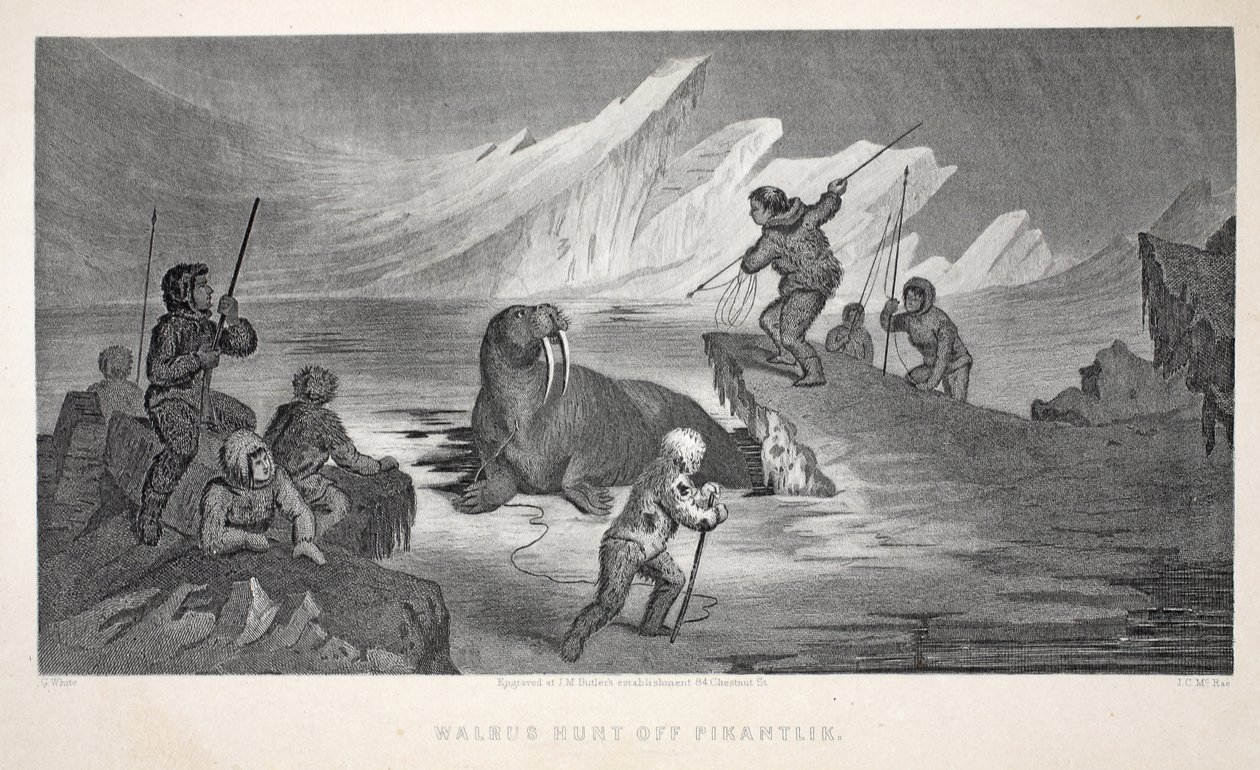Morsa Hunt off Pikantlik, ilustração de &39;A segunda expedição de Grinnell em busca de Sir John Franklin ...&39;, 1856 de Elisha Kane