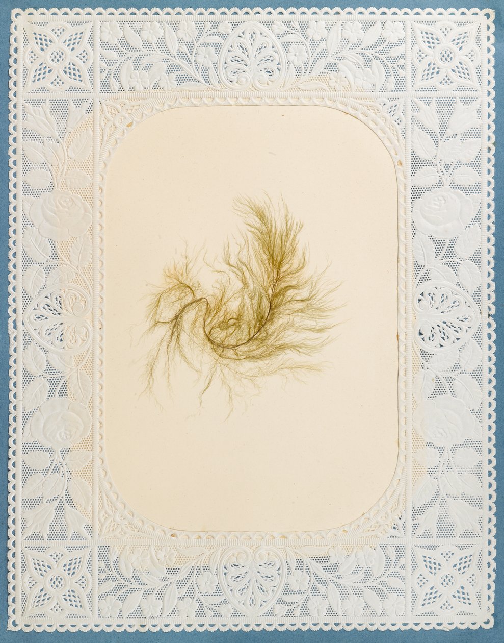Algas marinhas de Eliza A. Jordson