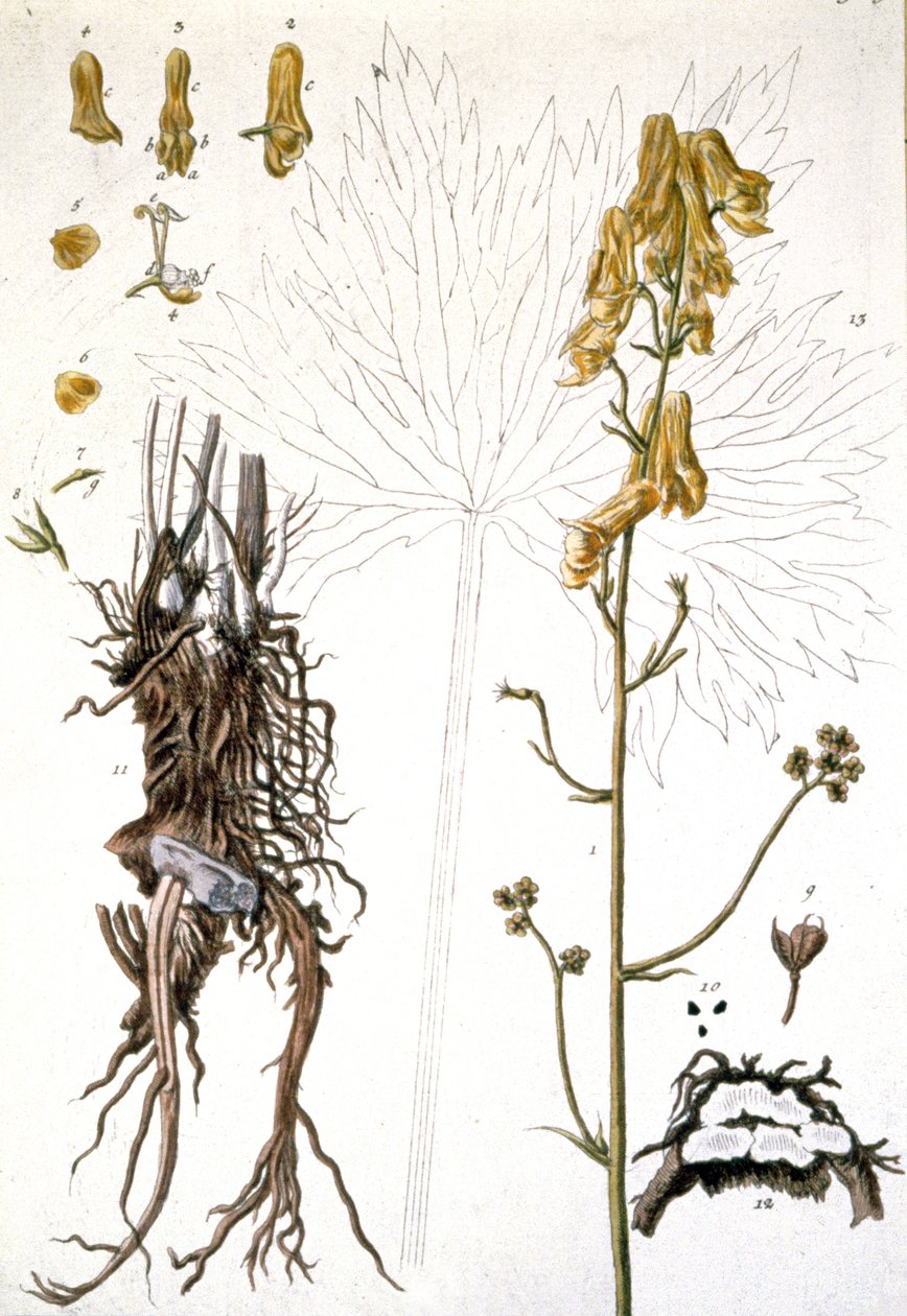 L&39;Aconit Ter Loup Wolfsbane, 1737 de Elizabeth Blackwell