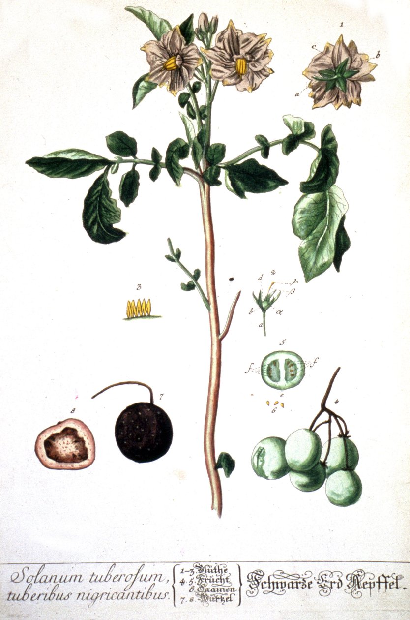 A batata de batata, 1737 de Elizabeth Blackwell