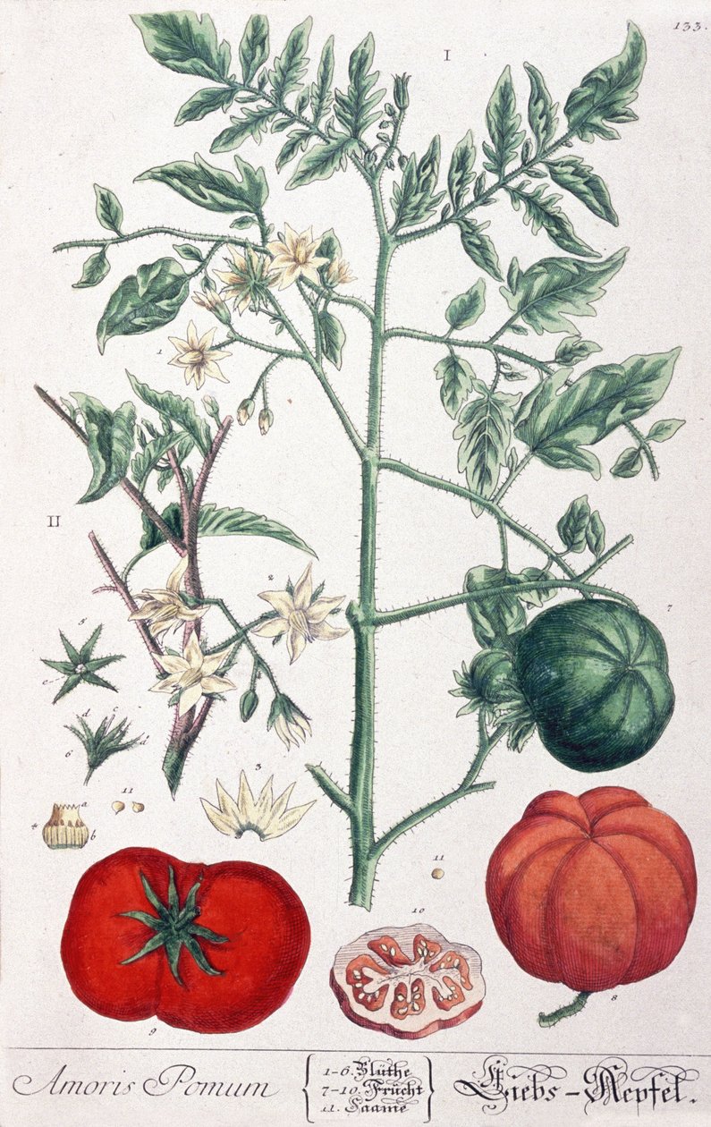 O tomate de maçã (tomate) dourado de Elizabeth Blackwell