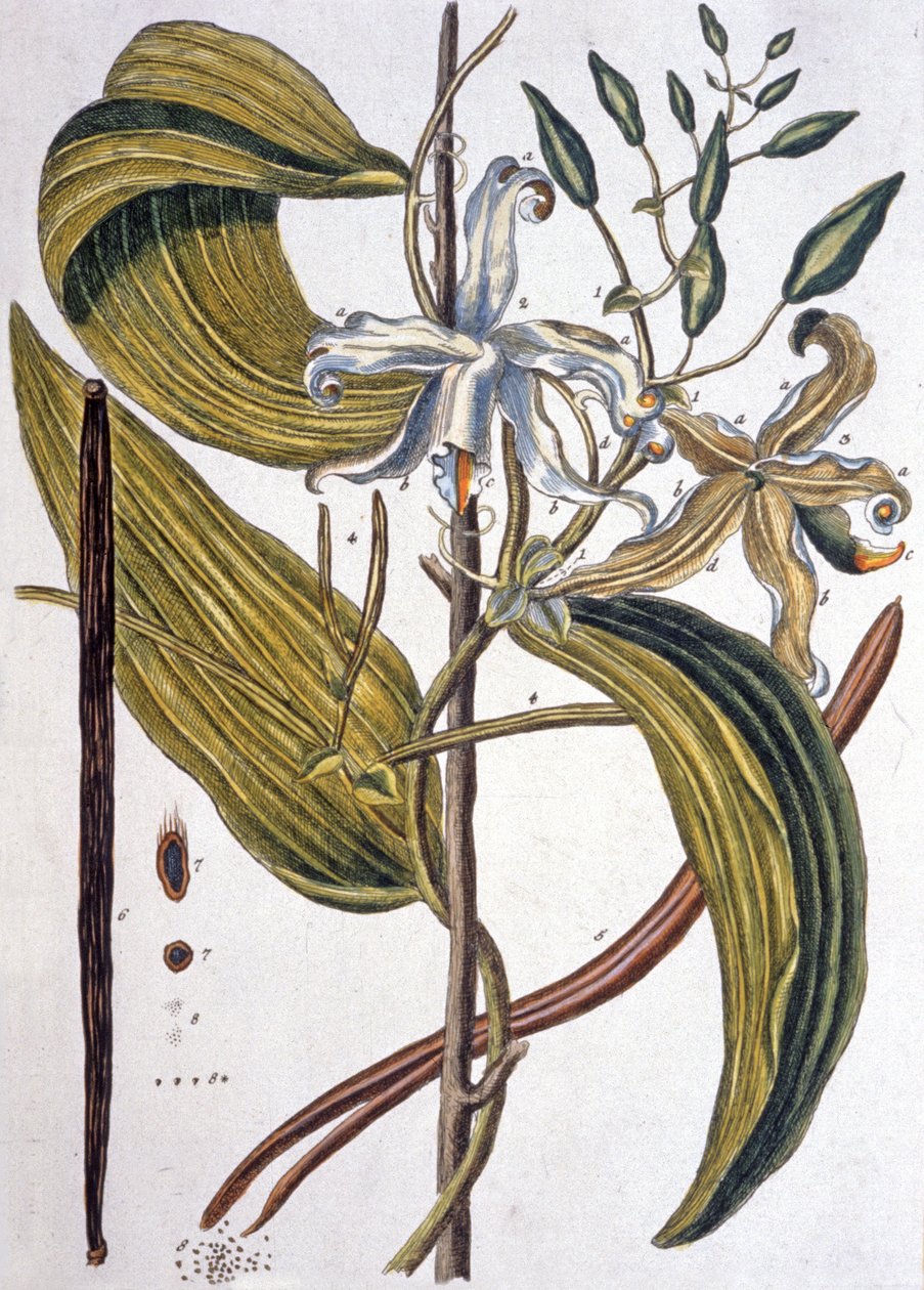 Feijão de baunilha 1737 de Elizabeth Blackwell