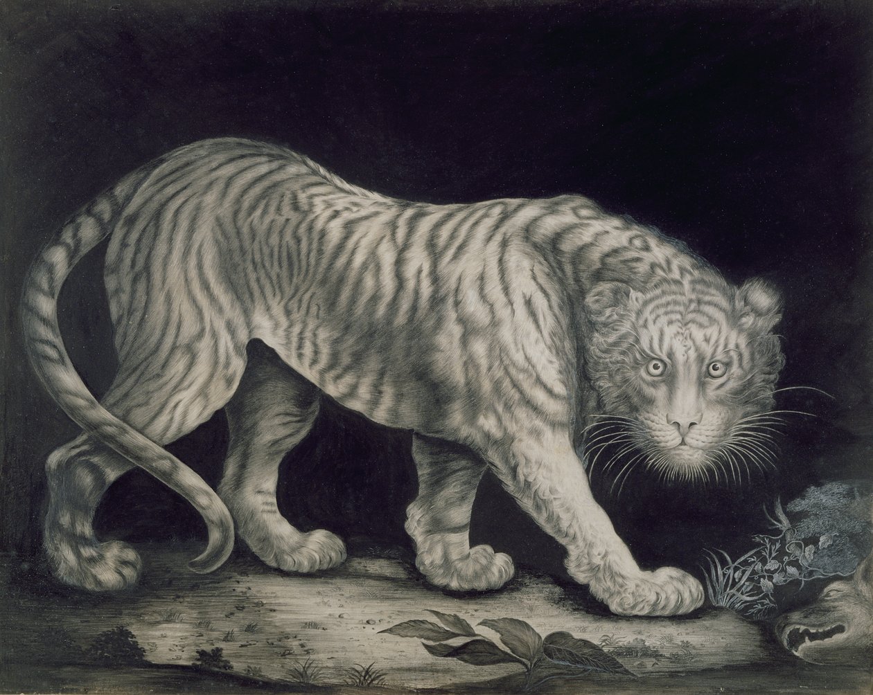 Um tigre rondando de Elizabeth Pringle