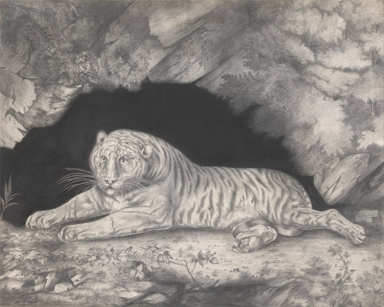 Um tigre deitado na entrada de uma caverna de Elizabeth Pringle