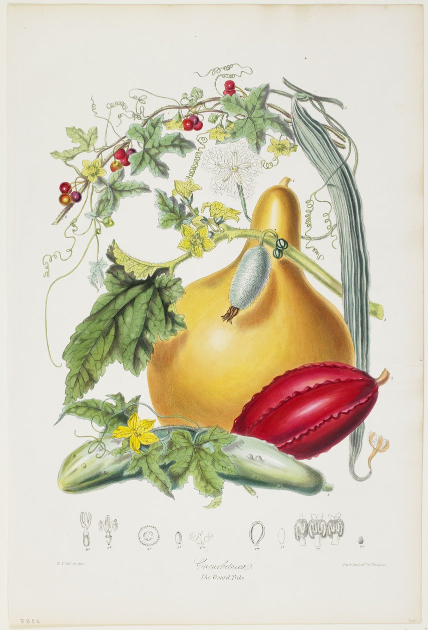 Cucurbitaceae, The Gourd Tribe, de Ilustrações das Ordens Naturais das Plantas, 1849-55 (litho colorido à mão) de Elizabeth Twining