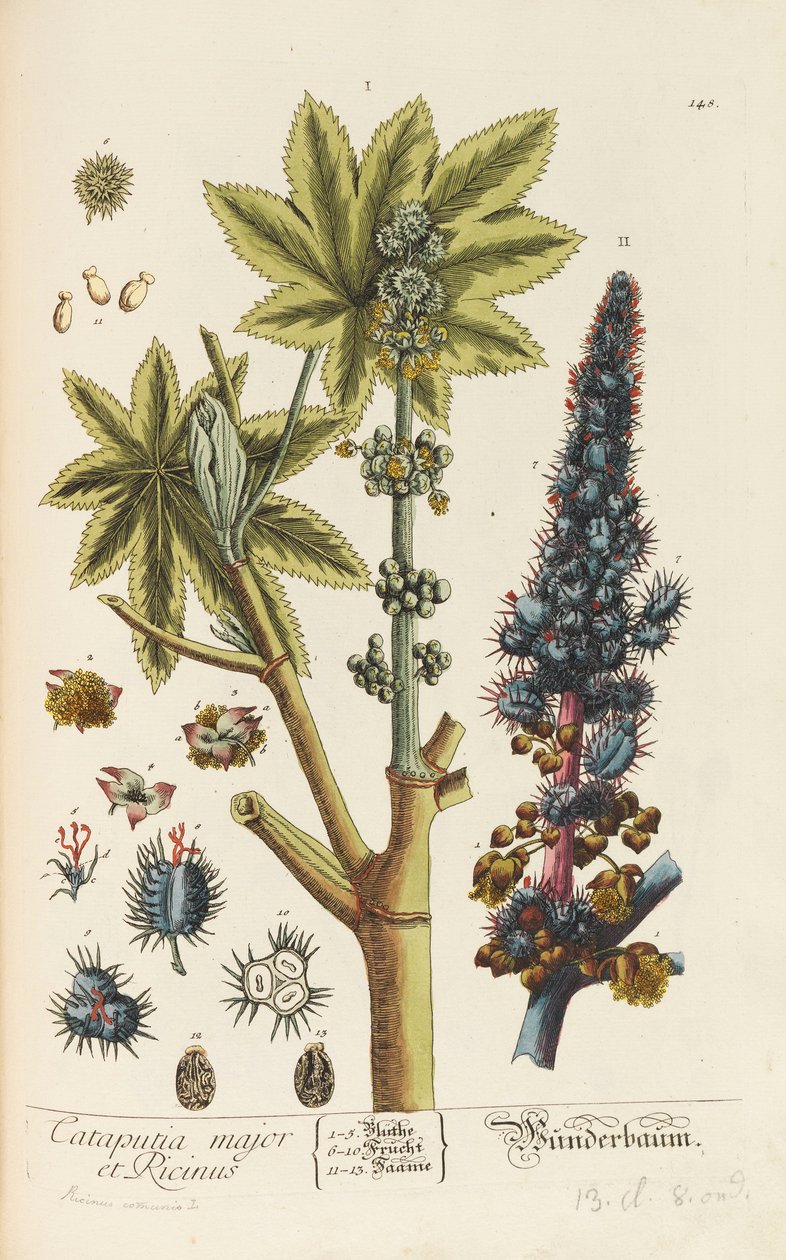 Herbarium Blackwellianum emendatum et auctum, 1754-1773. de Elizabeth Blachrie Blackwell
