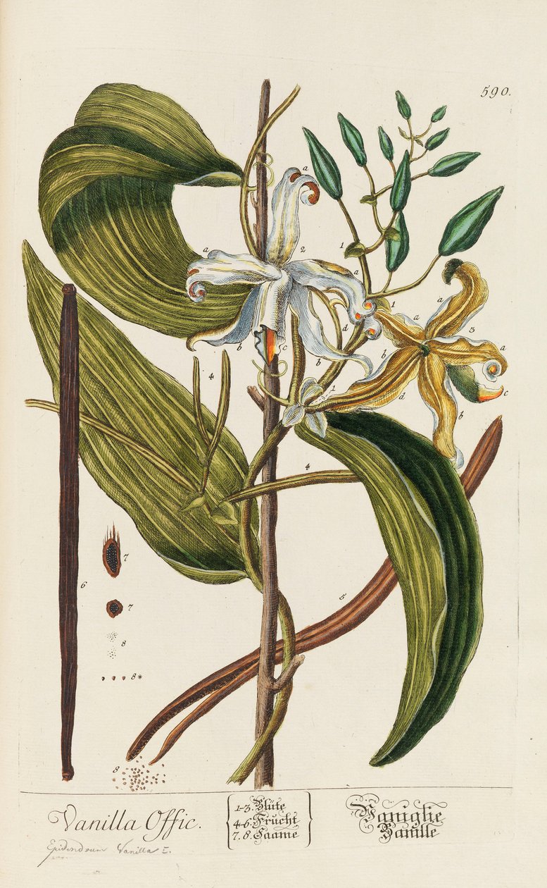 Herbarium Blackwellianum emendatum et auctum, 1754-1773. de Elizabeth Blachrie Blackwell