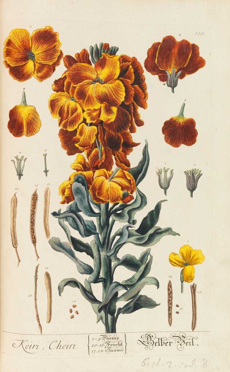 Herbarium Blackwellianum emendatum et augmentum, 1754-1773 de Elizabeth Blachrie Blackwell