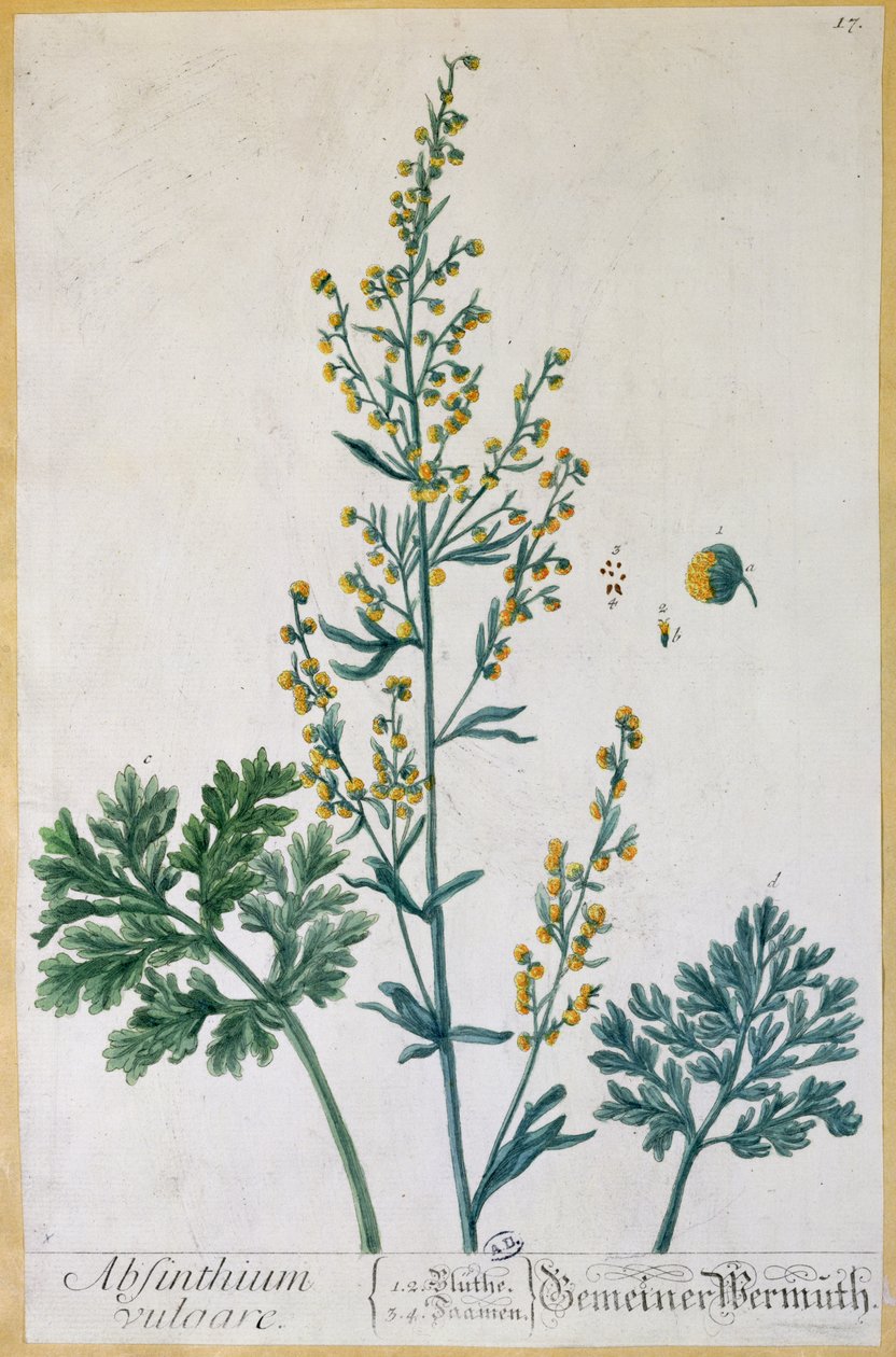 Absinto, placa de &39;Herbário Blackwellianum&39; do artista, 1757 (gravura a cores) de Elizabeth Blackwell