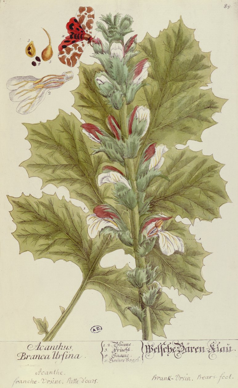 Acanto Branca Ursina, de A Curious Herbal, publicado em Nuremberg em 1757 de Elizabeth Blackwell
