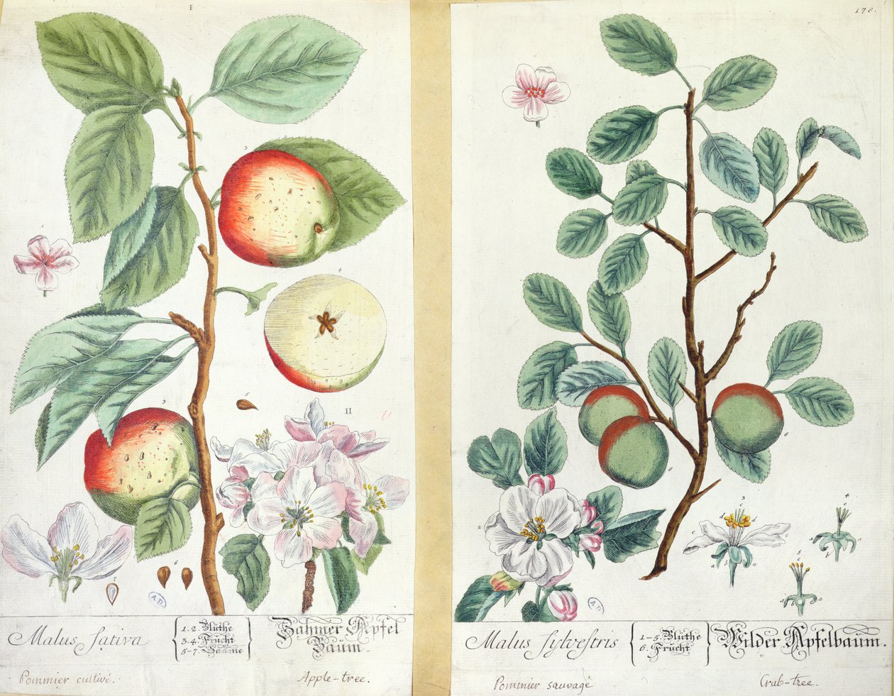 Maçãs, Malus Sativa e Malus Sylvestris, de &39;Herbarium Blackwellianum&39;, 1757 de Elizabeth Blackwell