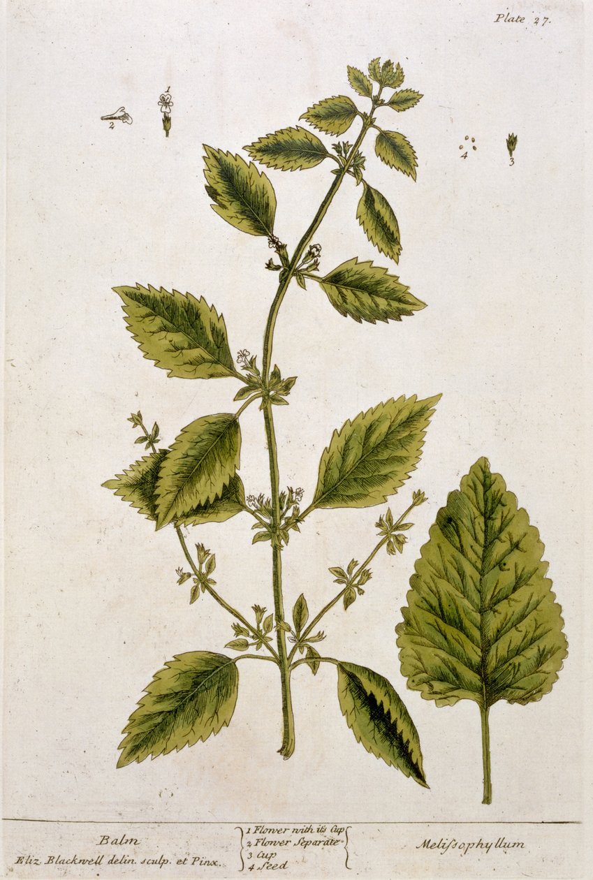 Bálsamo, prato 27 de &39;A Curious Herbal&39;, publicado em 1782 (gravura colorida) de Elizabeth Blackwell