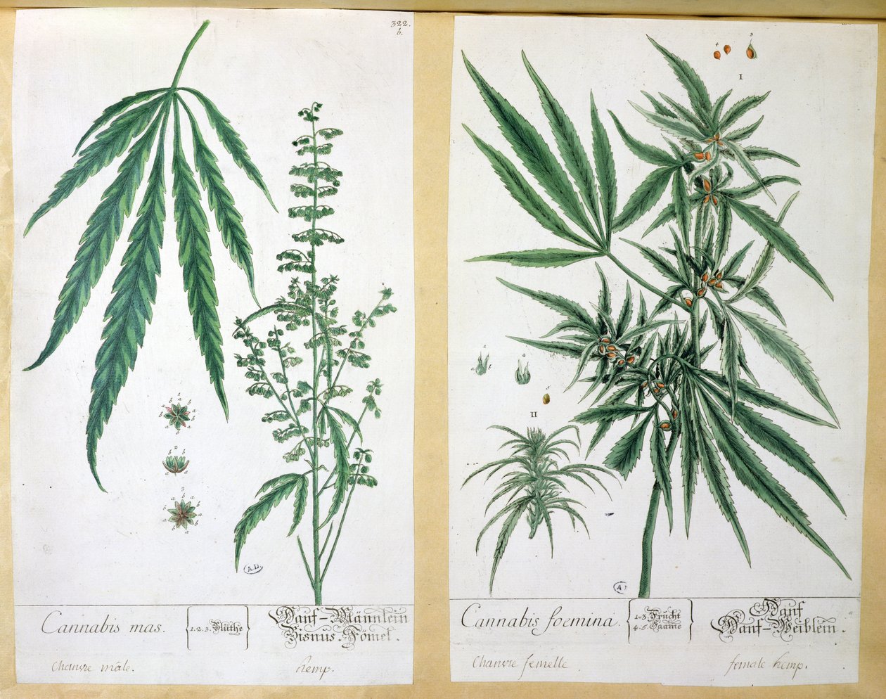 Cannabis mas e Cannabis foemina, de &39;Herbarium Blackwellianum&39;, 1757 (caneta e tinta sobre papel) de Elizabeth Blackwell