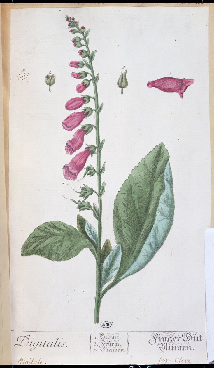 Digitalis purpurea, de &39;Herbarium Blackwellianum&39;, 1757 (caneta e tinta sobre papel) de Elizabeth Blackwell