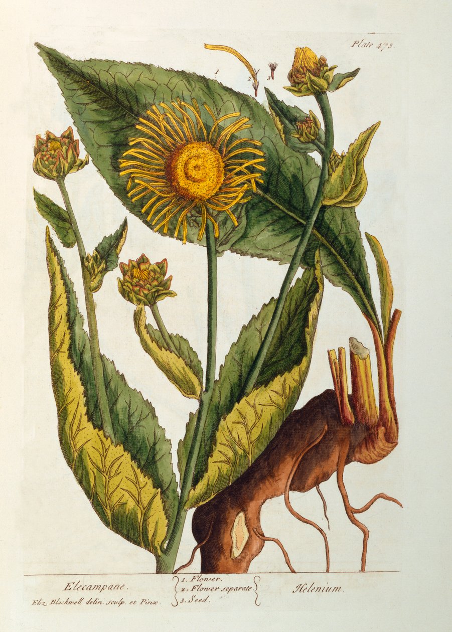 Elecampane, prato 473 de &39;A Curious Herbal&39;, publicado em 1782 (gravura a cores) de Elizabeth Blackwell