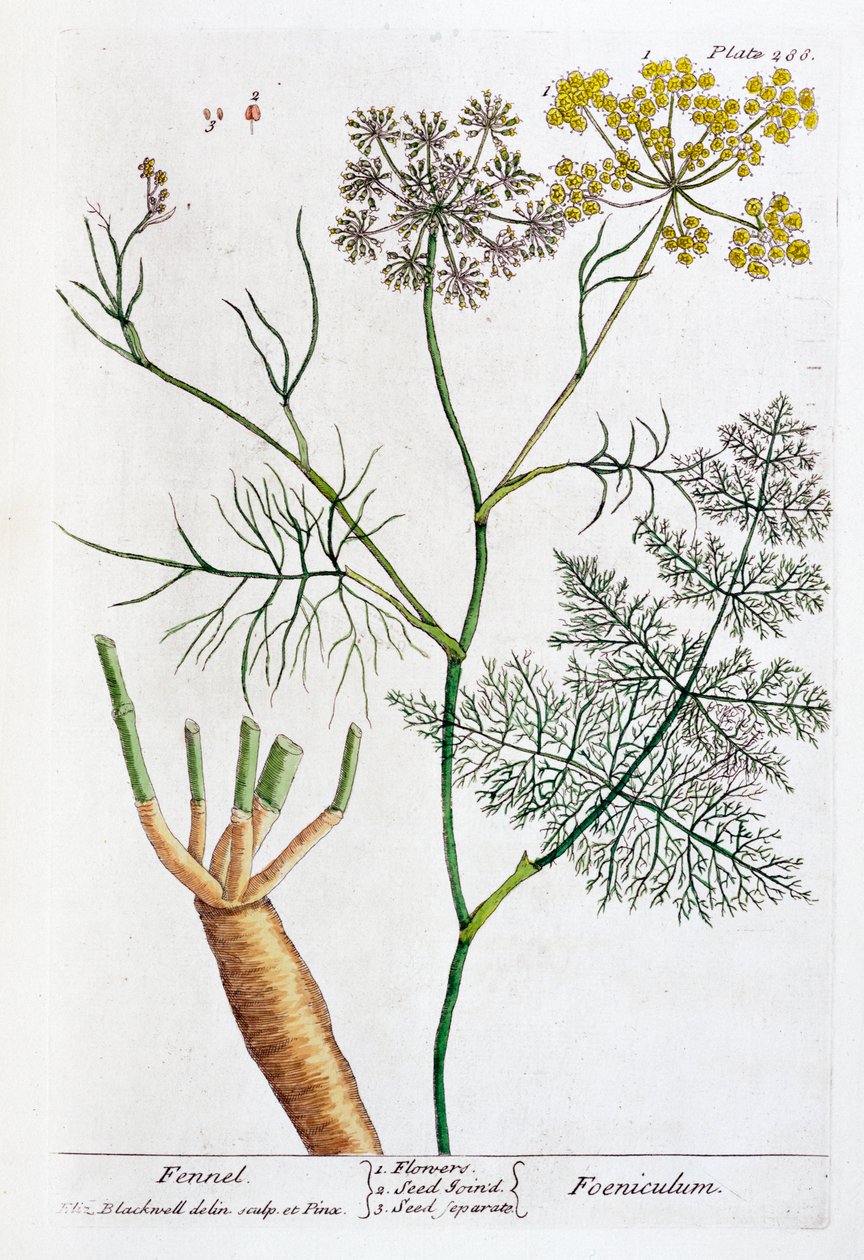 Floresta. de Elizabeth Blackwell