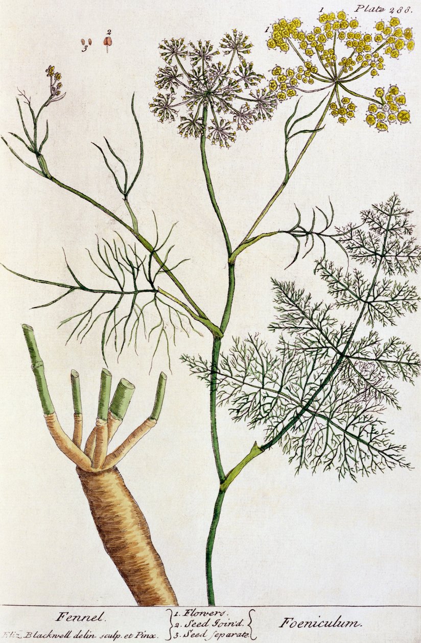Funcho, prato 288 de &39;A Curious Herbal&39;, publicado em 1782 (gravura a cores) de Elizabeth Blackwell