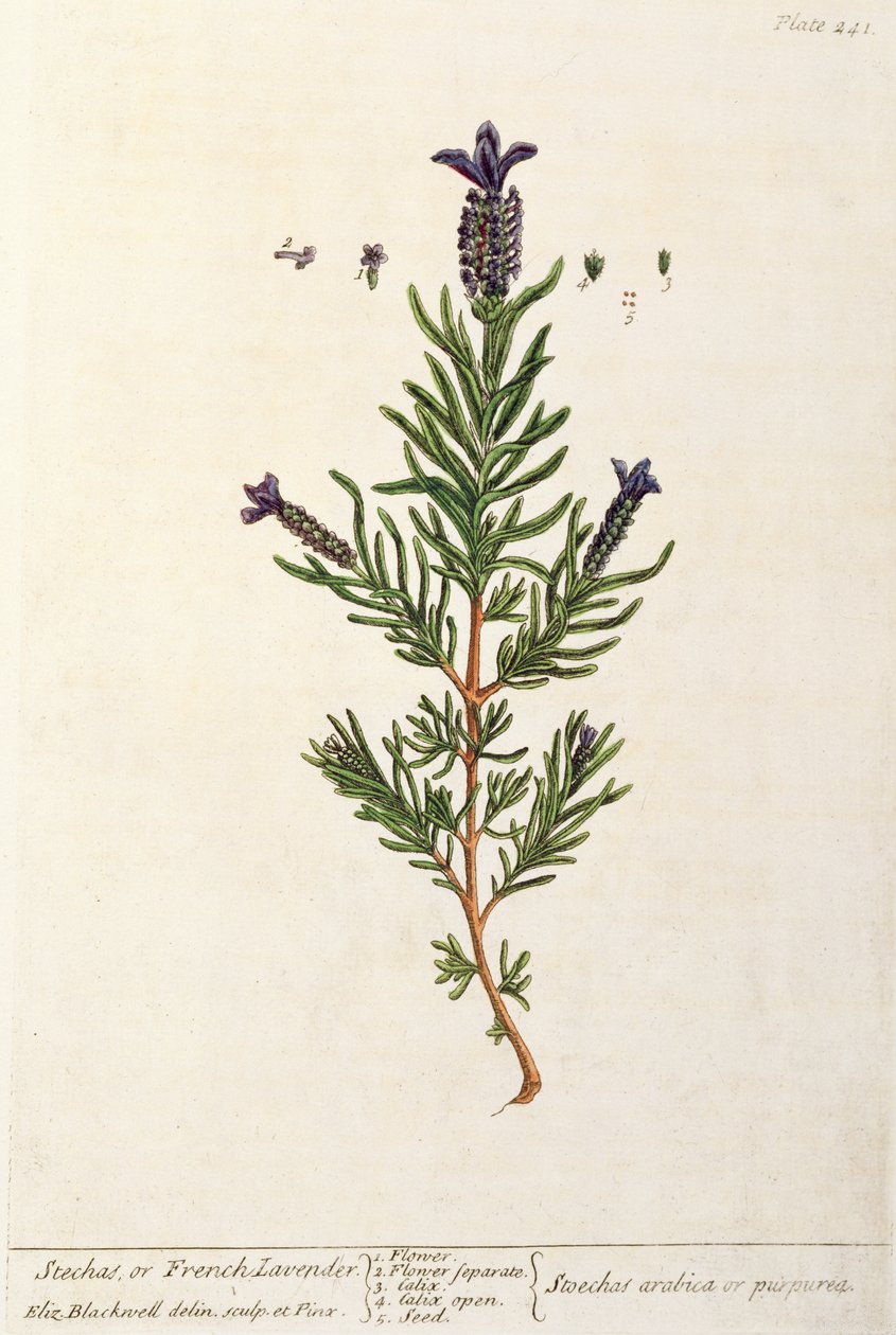 Lavanda francesa, placa 241 de &39;A Curious Herbal&39;, publicada em 1782 (gravura a cores) de Elizabeth Blackwell