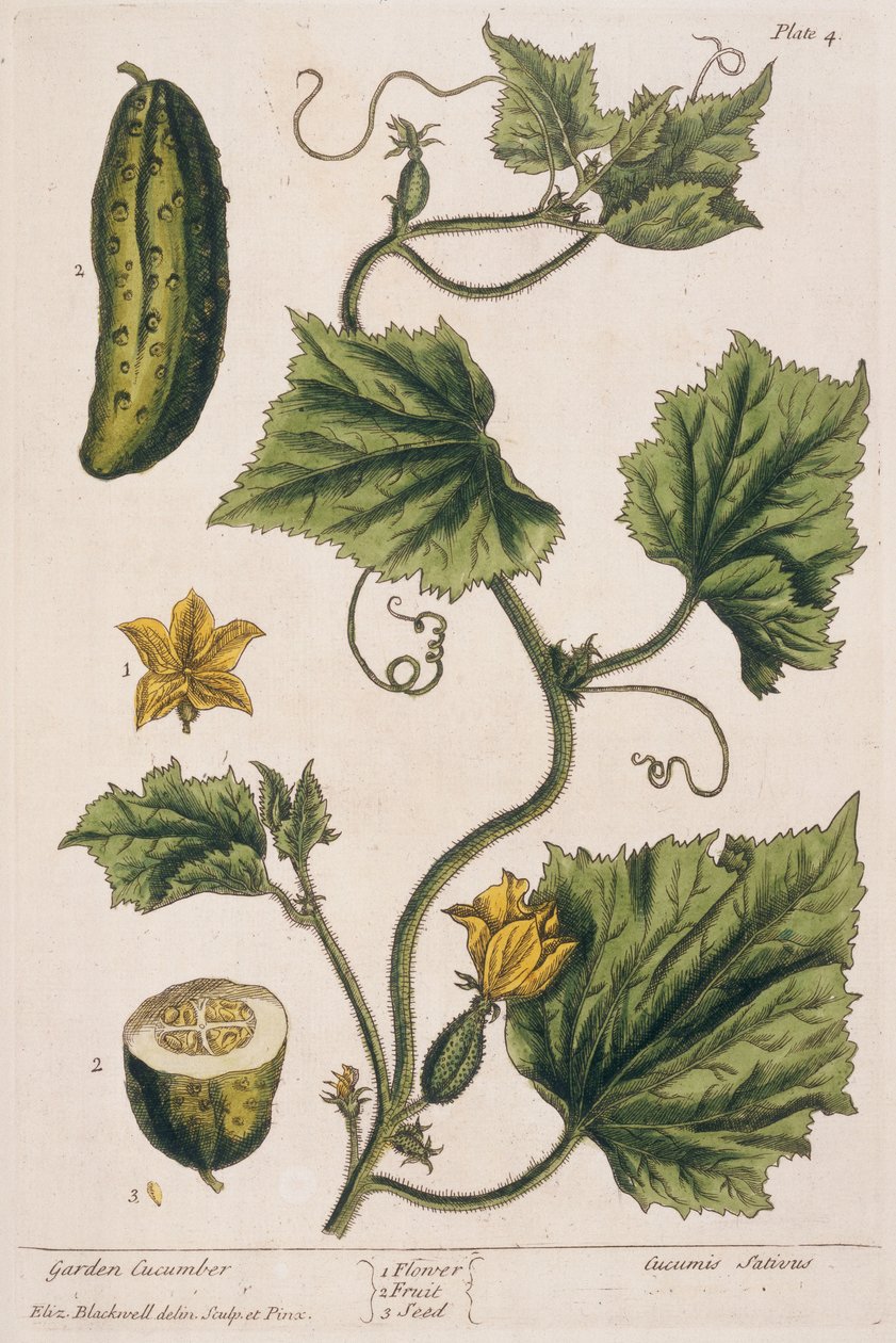Pepino Jardim, prato 4 de &39;A Curious Herbal&39;, publicado em 1782 (gravura a cores) de Elizabeth Blackwell