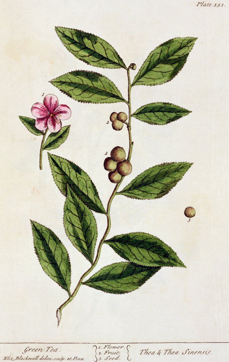 Chá Verde, prato 351 de &39;A Curious Herbal&39;, publicado em 1782 (gravura a cores) de Elizabeth Blackwell