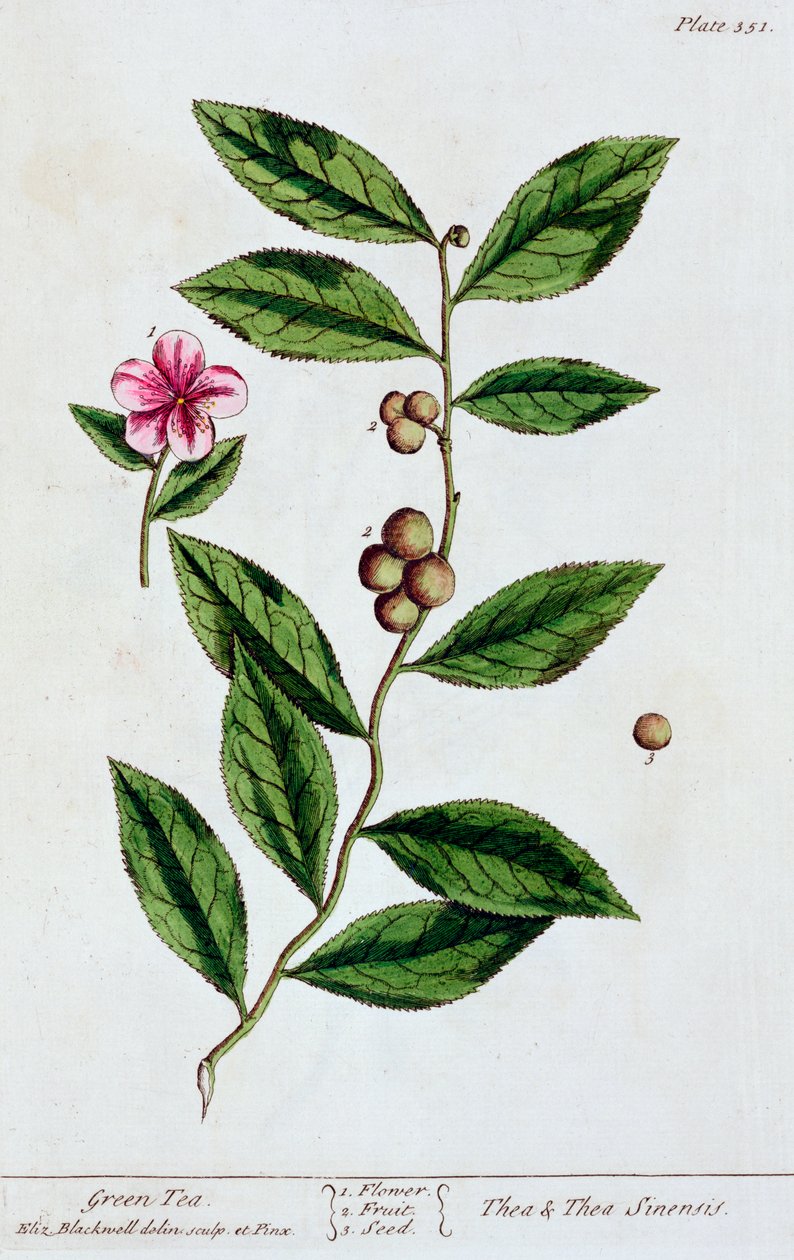 Floresta. de Elizabeth Blackwell