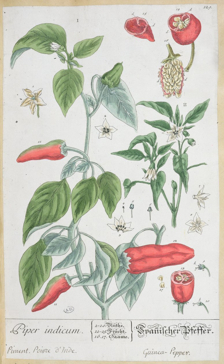 Prato de pimenta-da-índia (Piper Indicum) 129 da edição alemã de &39;A Curious Herbal&39;, publicado em 1757 de Elizabeth Blackwell