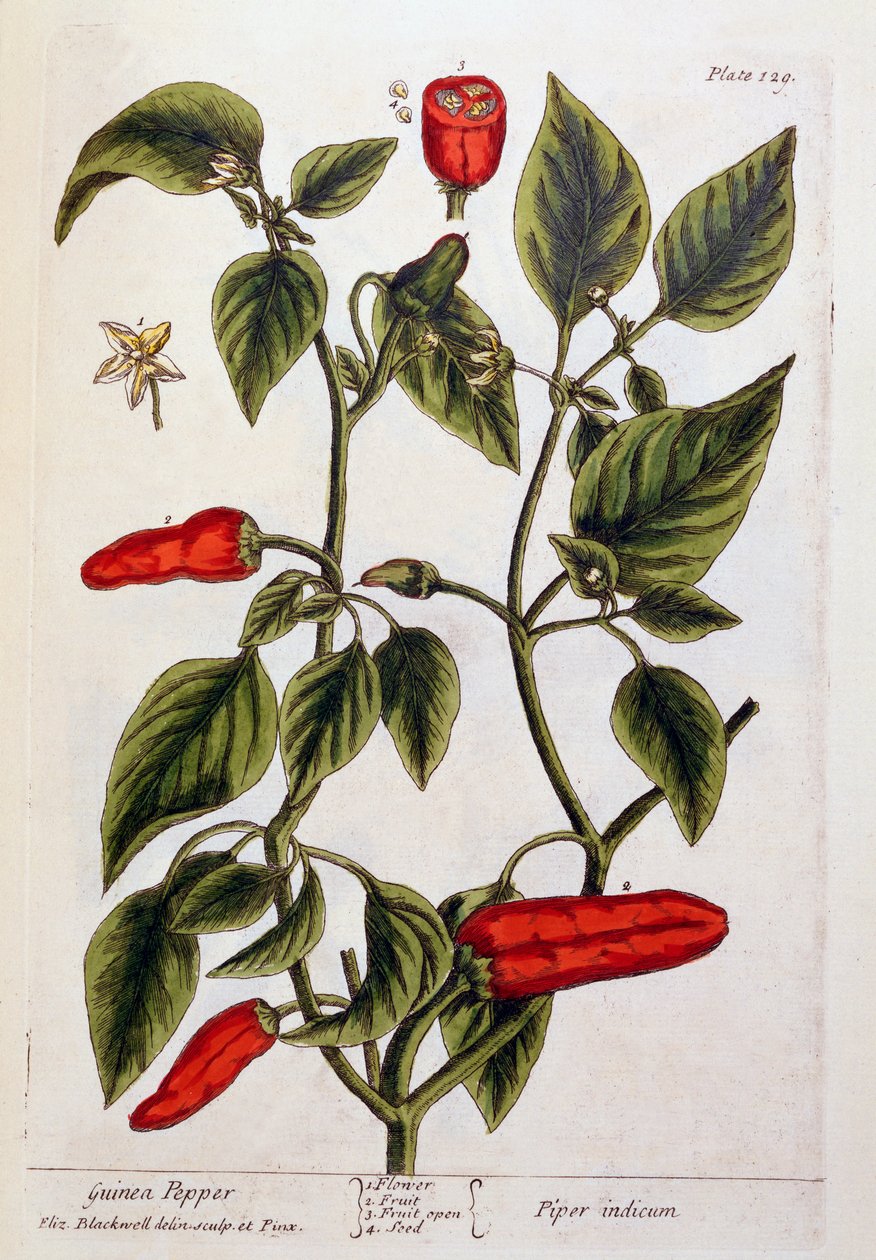 Guinea Pepper, prato 129 de &39;A Curious Herbal&39;, publicado em 1782 (gravura colorida) de Elizabeth Blackwell